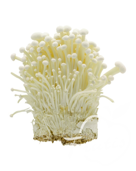 Enoki (100g)