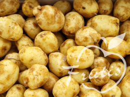 Ziemniak 